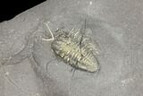 Pyritized Triarthrus Trilobite With Appendages - New York #129110-1